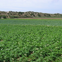 Peniche